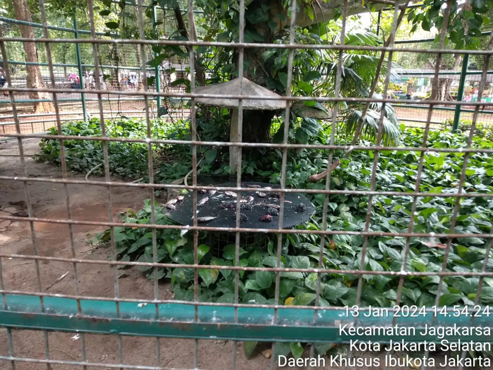 pakan-elang-bondol-di-ragunan-tak-termakan