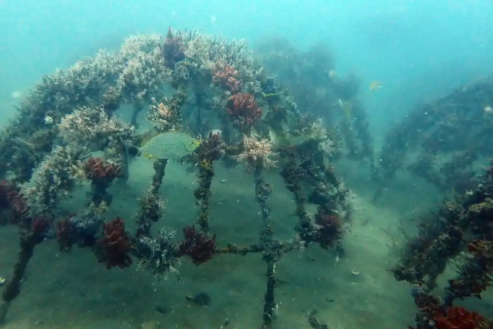 Artificial Reef PT Timah di Rambak Berhasil Menjadi Karang Alami [Foto: Doc. PT Timah]