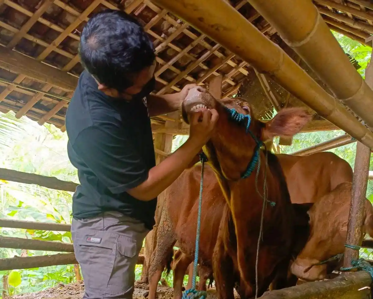 Petugas Keswan Disnakkan Kabupaten Blitar saat melakukan pemeriksaan pada hewan (Foto: Dok MI)