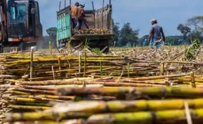 Ilustrasi - Pemanenan Tebu (Foto: Istimewa)