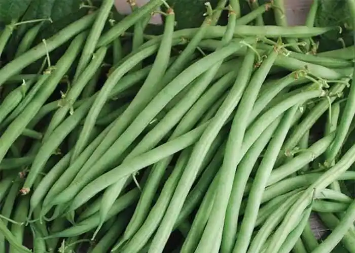 Ilustrasi-Buncis [Foto: Ist]