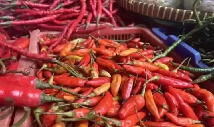 Cabai rawit merah (Foto: Ist)