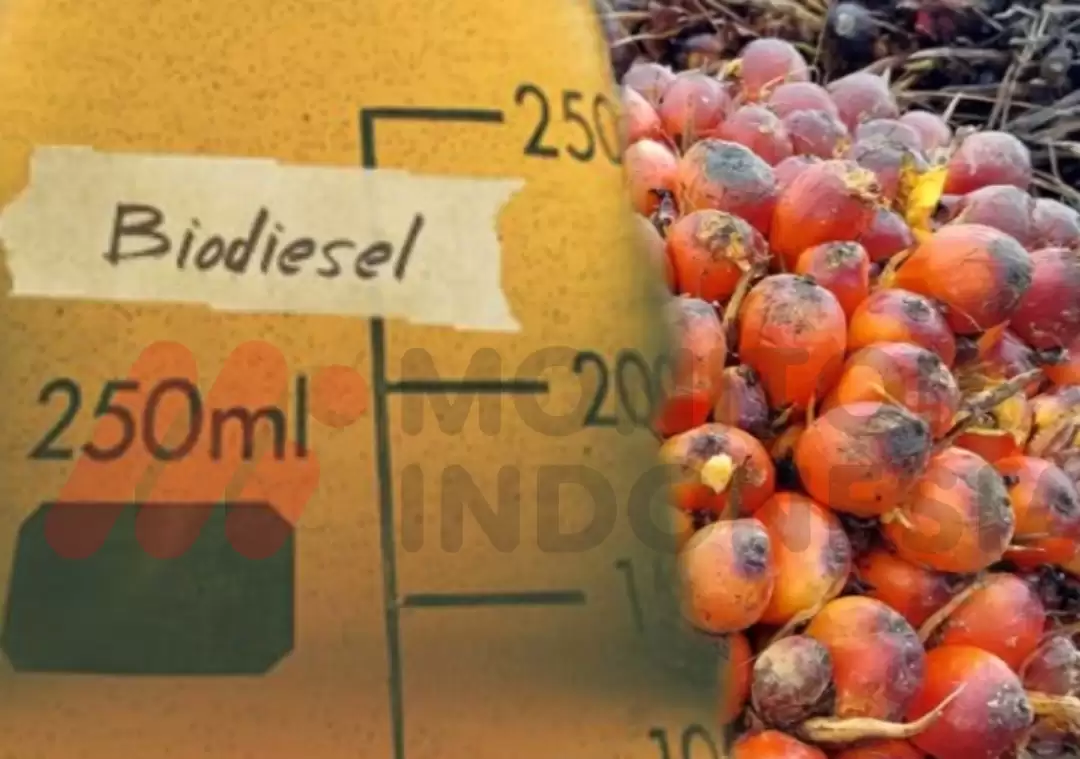 Ilustrasi - Biodiesel - Kelapa Sawit (Foto: Dok MI/Net/Ist)