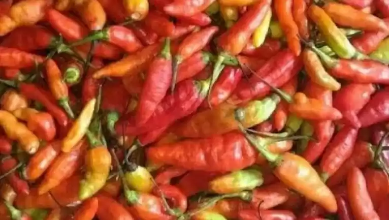 Cabai Rawit Merah (Foto: Ist)