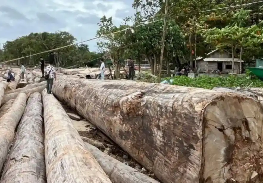 Gelondongan Kayu yang terbawa banjir Sumatera (Foto: Dok MI)