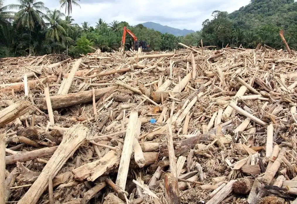 Gelondongan Kayu di Sumatera (Foto: Ist)