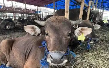 Hewan ternak Sapi (Foto: Ist)