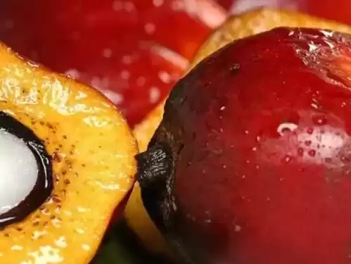 Tidak terdengar lagi kabar kasus dugaan korupsi pengelolaan dana sawit di BPDPKS yang diusut Kejaksaan Agung, apakah masih berjalan? (Foto: Kelapa Sawit/Istimewa)