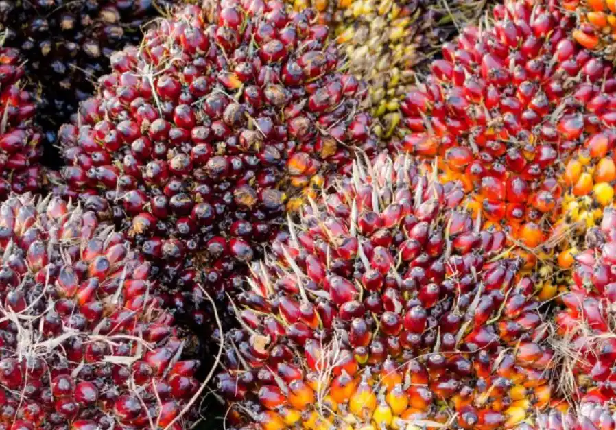 Kelapa Sawit (Foto: Istimewa/Net)