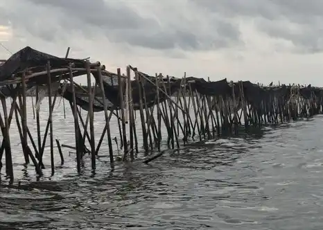 Pagar dari bambu sepanjang 30,16 kilometer di wilayah perairan Kabupaten Tangerang, Banten (Foto: Dok MI/Aswan)
