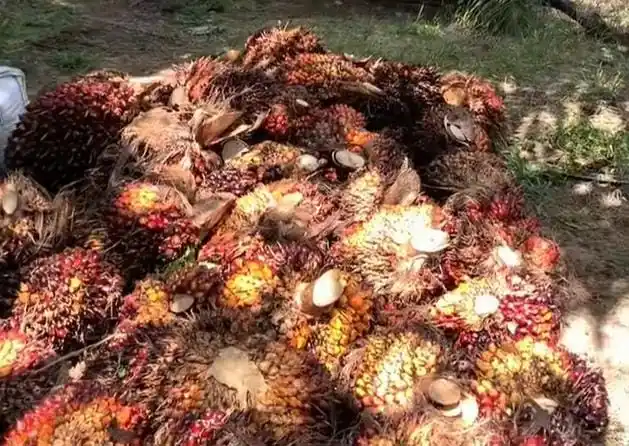 Kelapa Sawit (Foto: Dok MI)