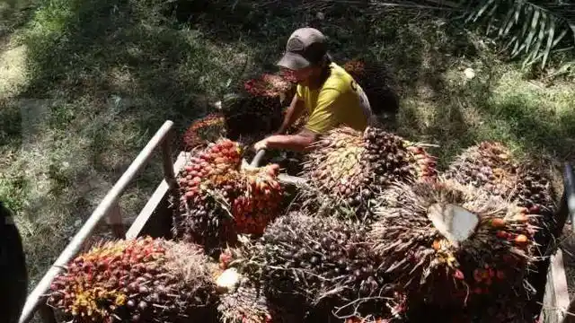 Kelapa Sawit (Foto: Ist)