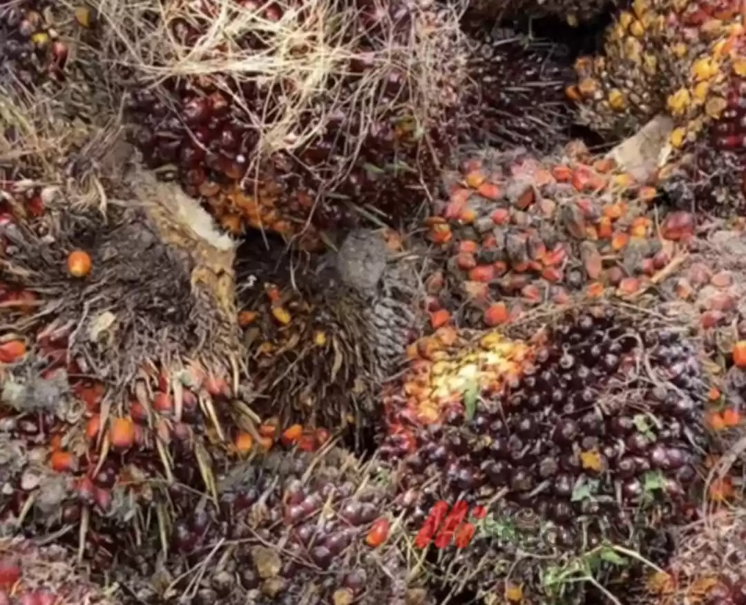 Kelapa Sawit (Foto: Ist)