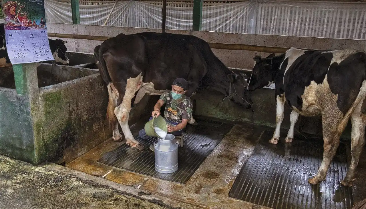 Klaster Susu di Ponorogo Berhasil Tingkatkan Kapasitas Produksi [Foto: Doc. BRI]