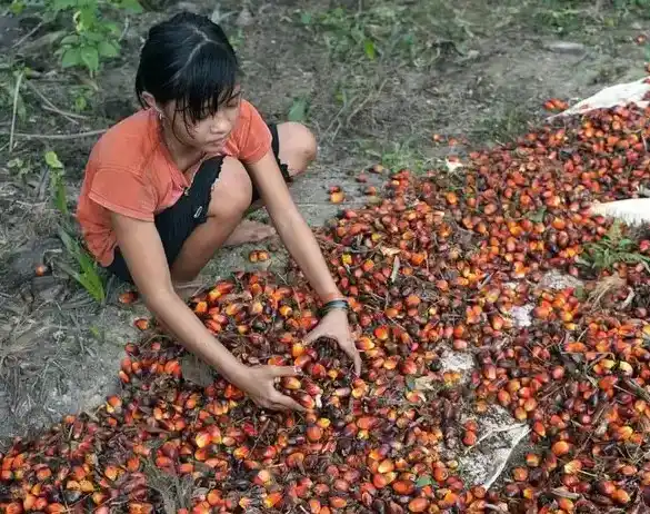Kelapa Sawit (Foto: Istimewa)