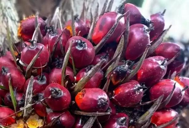 Kelapa Sawit (Foto: Ist)