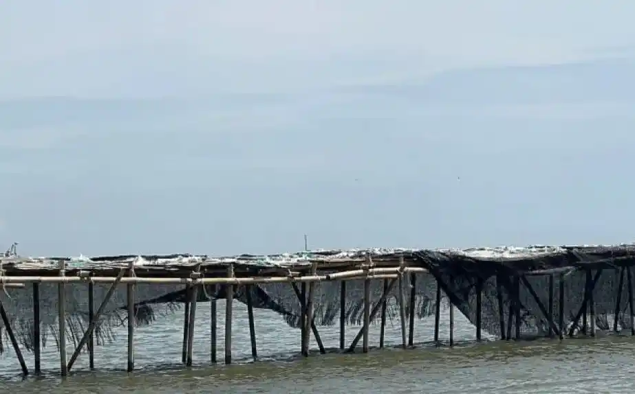 Pagar laut terbuat dari bambu membentang sepanjang 30,16 kilometer yang mengelilingi kawasan pesisir pantai utara Kabupaten Tangerang, Banten (Foto: Dok MI/Ant/Ist)