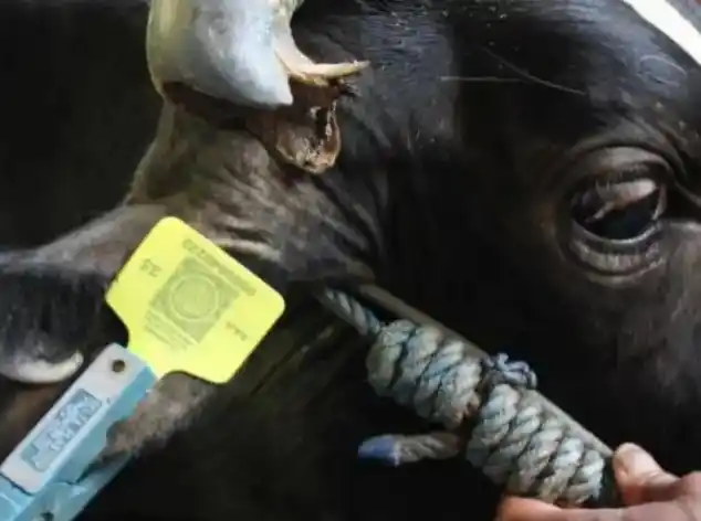 Gugatan praperadilan terhadap KPK diajukan ARUKKI dan LP3HI terkait dugaan mandeknya penanganan tiga kluster kasus korupsi Kementerian Pertanian sejak 2022. Perkara berkaitan dengan pengadaan eartag dan vaksin PMK yang dinilai penuh kejanggalan. Temuan Badan Pemeriksa Keuangan mengungkap penggunaan metode darurat tanpa dasar hukum jelas, pengalihan kontrak tanpa persetujuan, selisih harga material, kelebihan pembayaran, serta pengadaan besar yang tidak sesuai kebutuhan. Potensi kerugian negara mencapai puluhan miliar rupiah, sementara perkara belum menunjukkan perkembangan hukum signifikan - Pemasangan Eartag Secure QR Code pada ternak sapi (Foto: Dok MI/Istimewa)