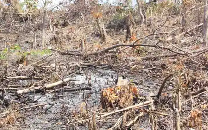 Lahan Kritis di Indonesia (Foto: Ist)