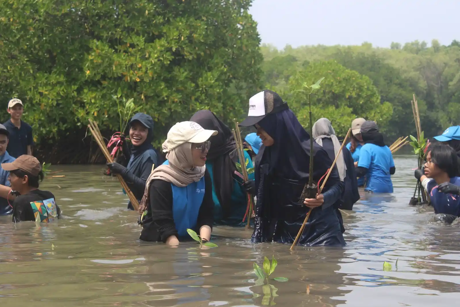 Penanaman Mangrove yang dilakukan oleh mahasiswa UPER bersama dengan Pertamina Foundation [Foto: Doc. Pertamina]