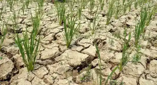 Musim Kemarau (Foto: Ist)