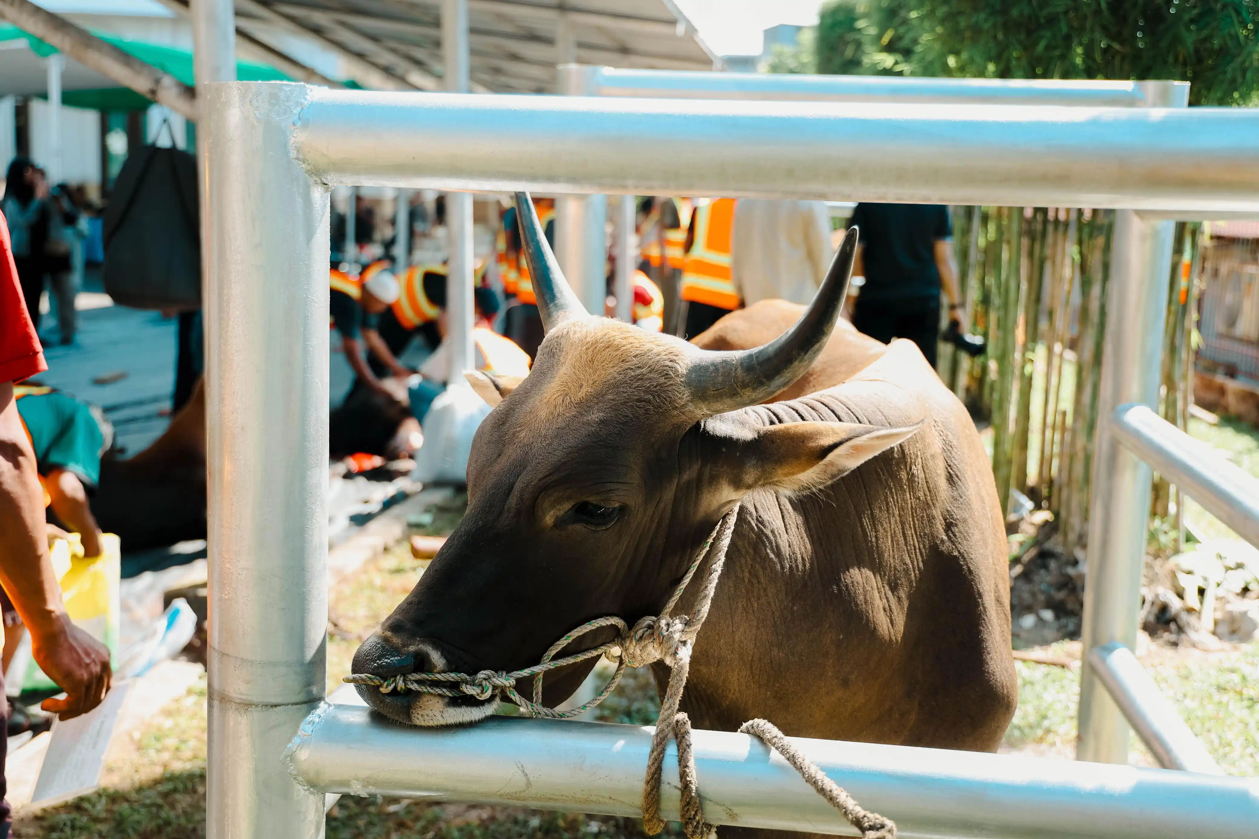 Muslim PalmCo Rampungkan Penyaluran 61 Ton Paket Daging Kurban di 50 Kabupaten dan Kota (Foto: Ist)