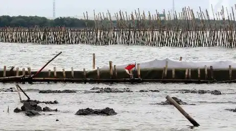 Pagar Laut Bekasi (Foto: Repro)