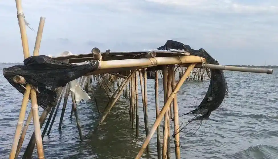 Pagar Laut dari Bambu (Foto: Dok MI/Aswan)