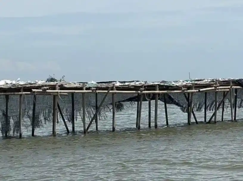 Pagar dari bambu sepanjang 30,16 kilometer di wilayah perairan Kabupaten Tangerang, Banten (Foto: Dok MI/Aswan)