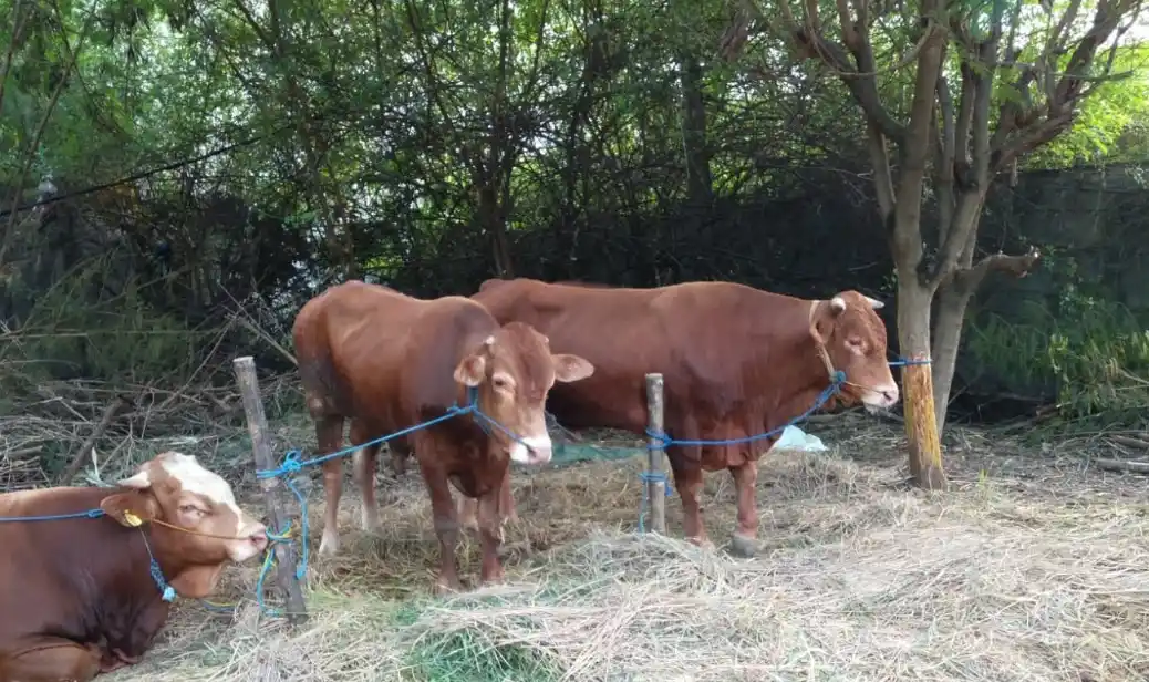 Sapi yang dinyatakan sehat diberi tanda berupa eartag secure QR code (Foto: Dok MI)