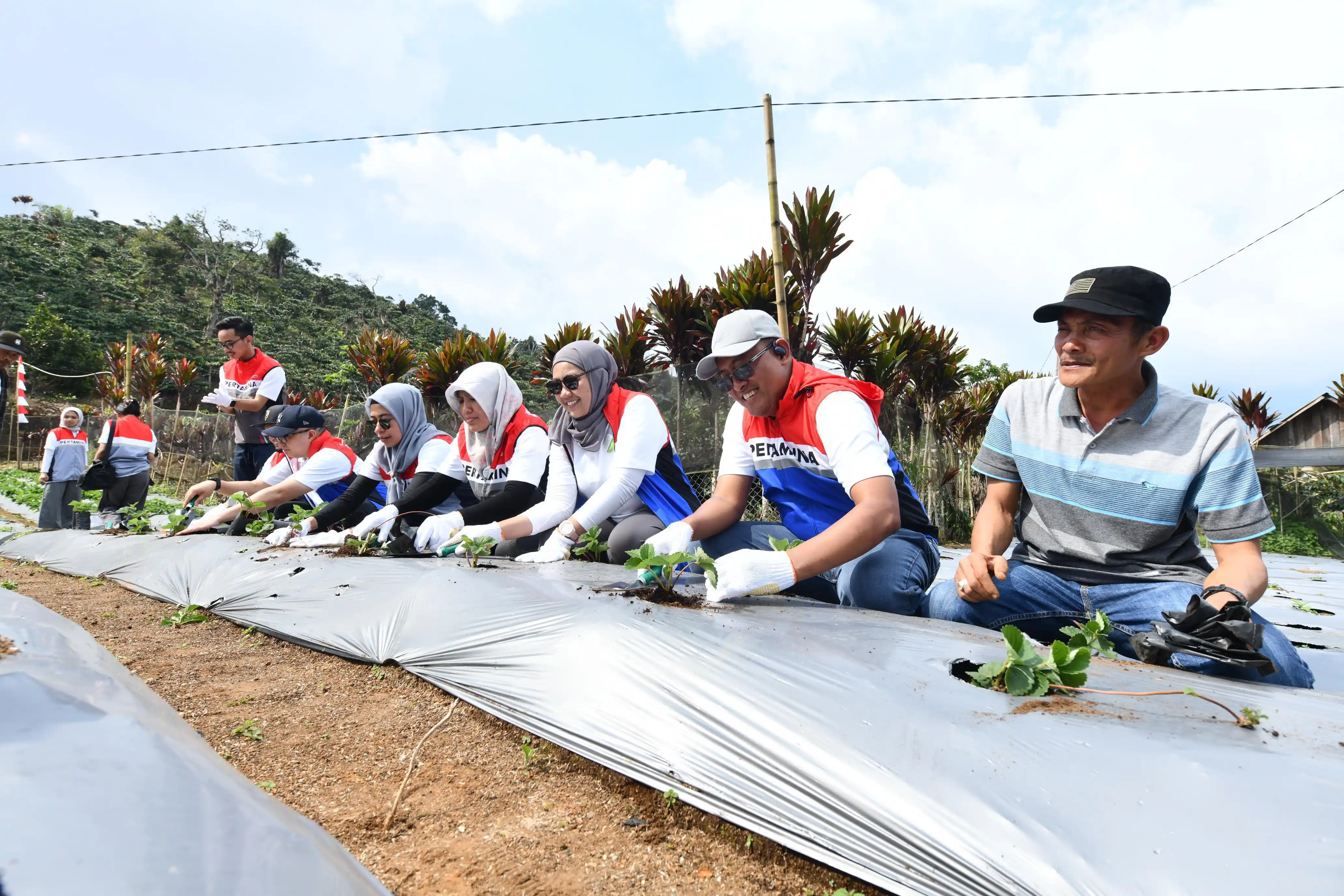 Kegiatan menanam strawberry di Dusun Rantau Dedap, Desa Energi Berdikari Pertamina [Foto: Doc. Pertamina]