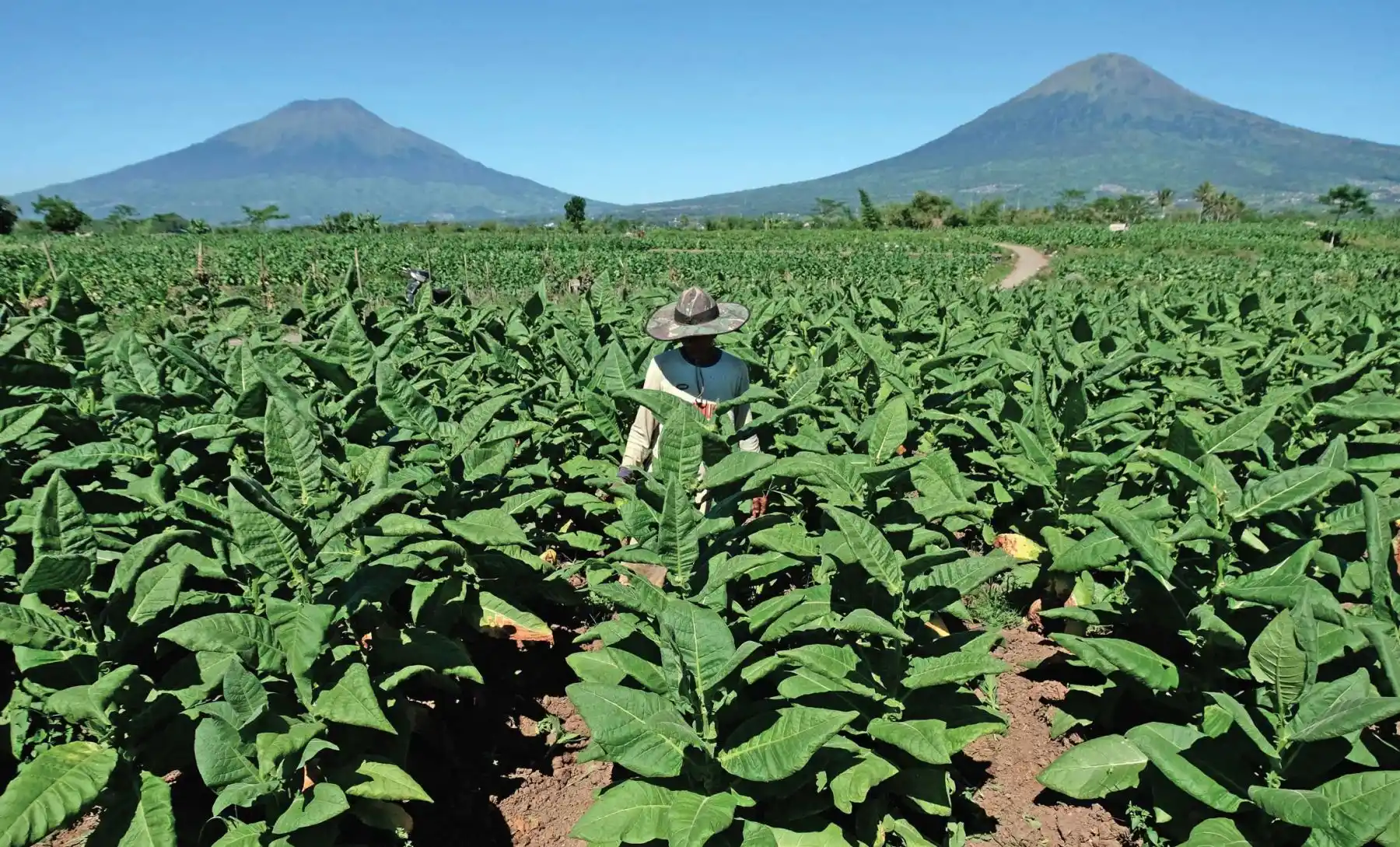 Petani Tembakau (Foto: Ist)
