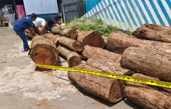 Polisi Ungkap Pembalakan Liar di Hutan Gunung Ciremai (Foto: Repro)