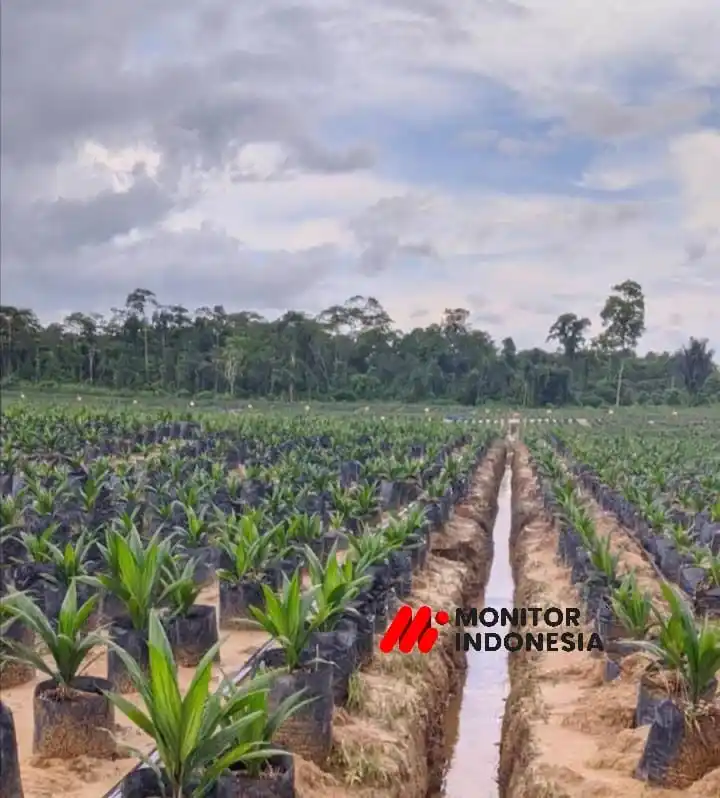 Bibit Kelapa Sawit di PT KAS (Foto: Dok MI)