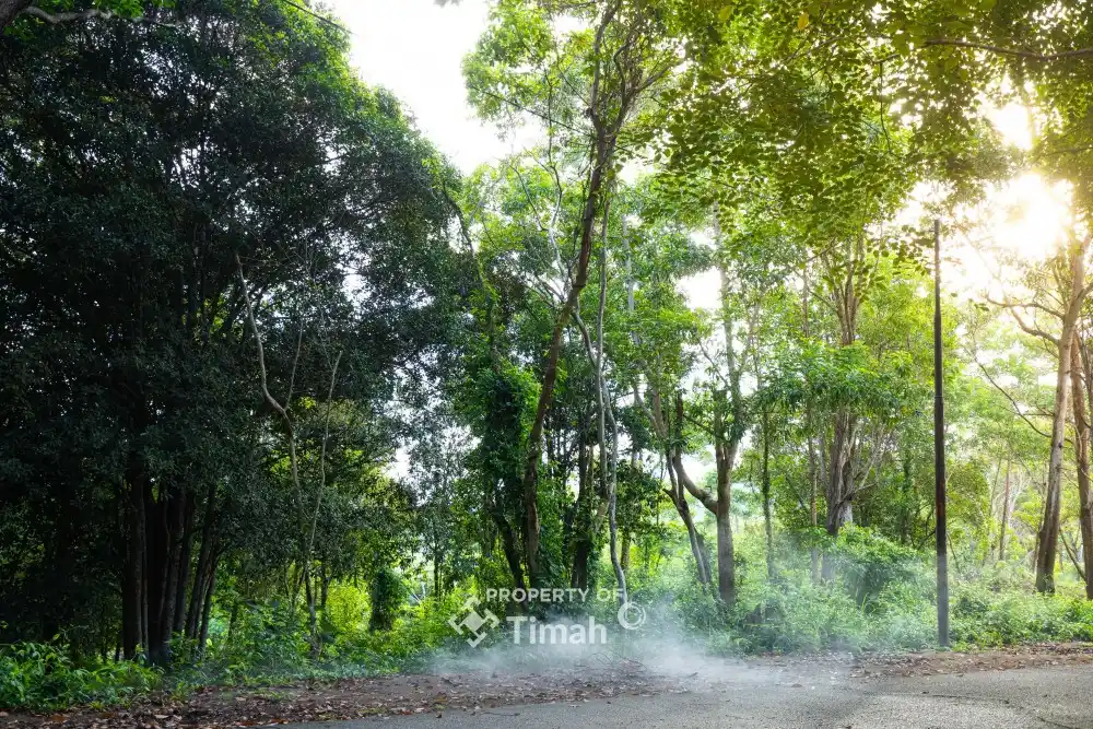 Konservasi Hutan Kehati, Langkah Nyata PT Timah Menuju Keberlanjutan [Foto: Doc. PT Timah]