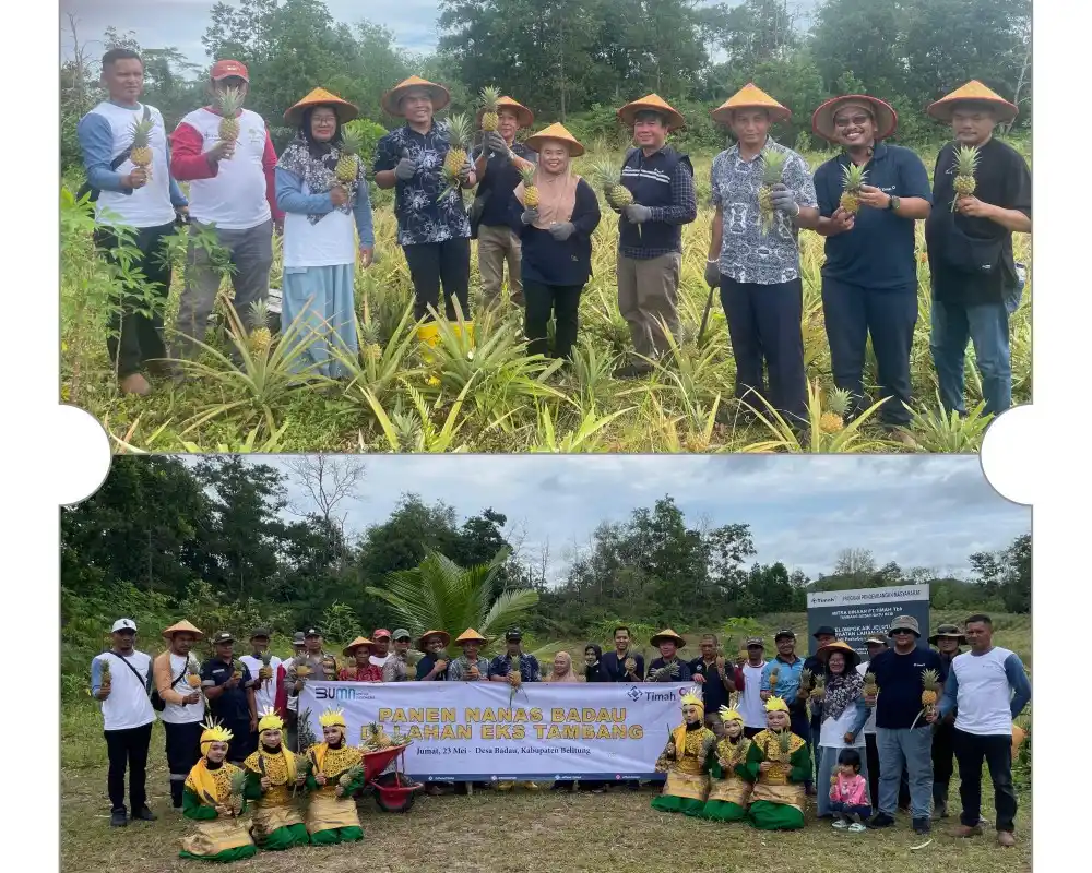 PT Timah-Poktan Air Jelutung Sulap Lahan Bekas Tambang jadi Kebun Nanas [Foto: Doc. PT Timah]