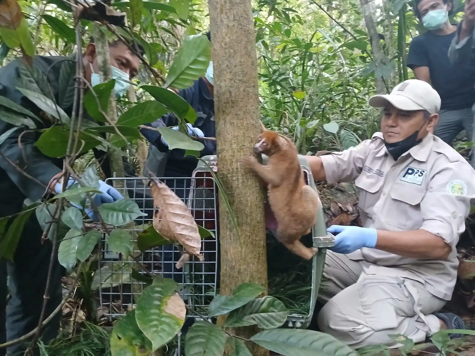 PT Timah Dukung Pelepasliaran Satwa Endemik [Foto: Doc. PT Timah]