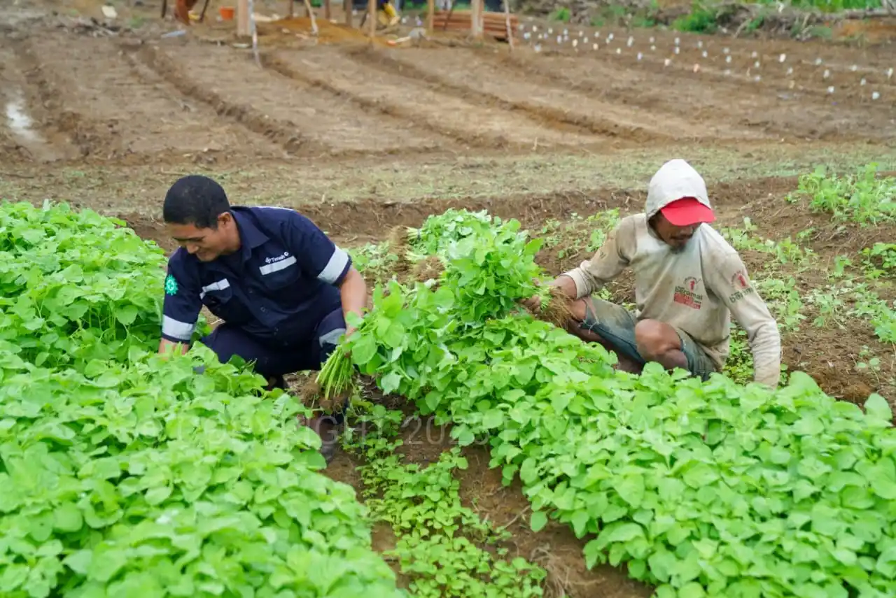 Inisiatif PT Timah Dalam Mendukung Sektor Pertanian [Foto: Doc. PT Timah]