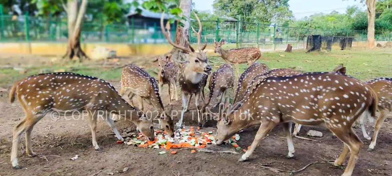 PT Timah Lindungi Satwa Endemik [Foto: Doc. PT Timah]