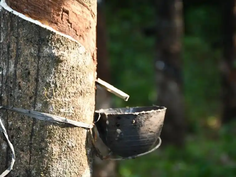 Pohon Karet (Foto: Istimewa)