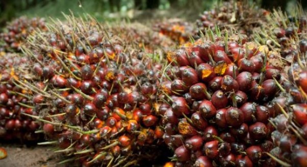 Ilustrasi sawit (Foto: Ist)