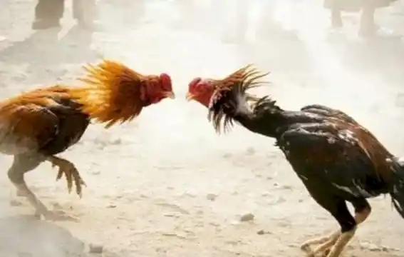 Ilustrasi - Sabung Ayam (Foto: Ist)