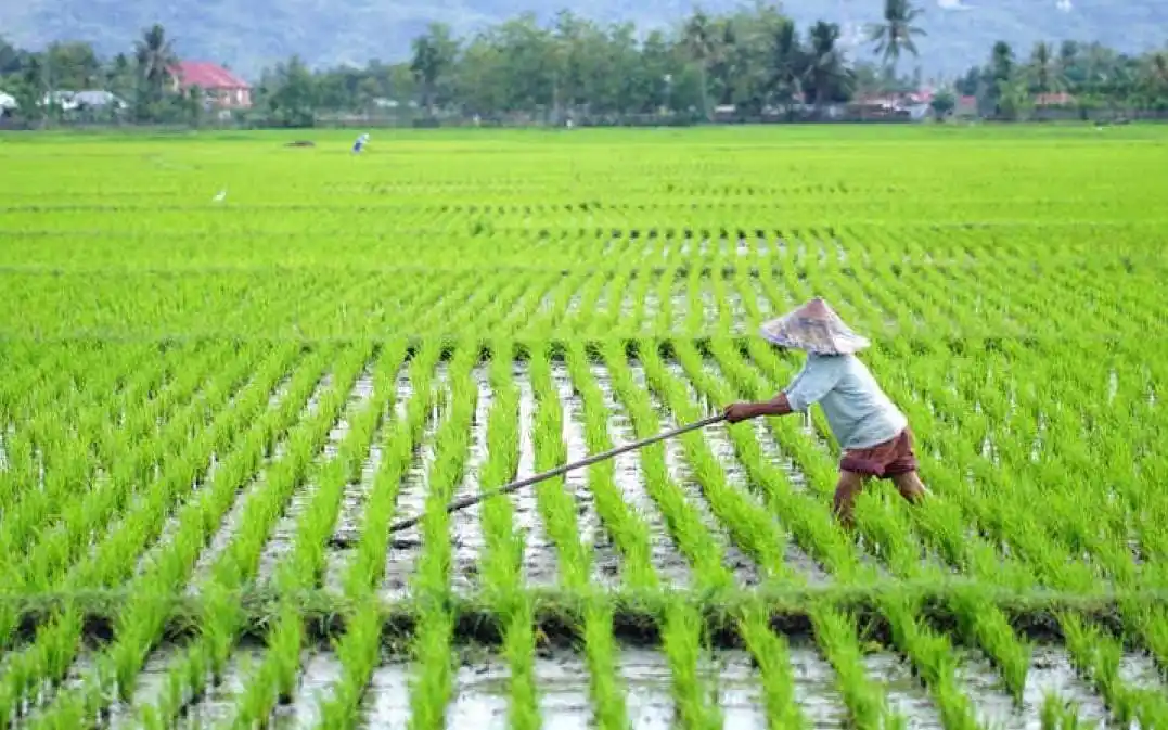 DPR Dukung Prabowo Larang Alih Fungsi Lahan Sawah (Foto: Ist)