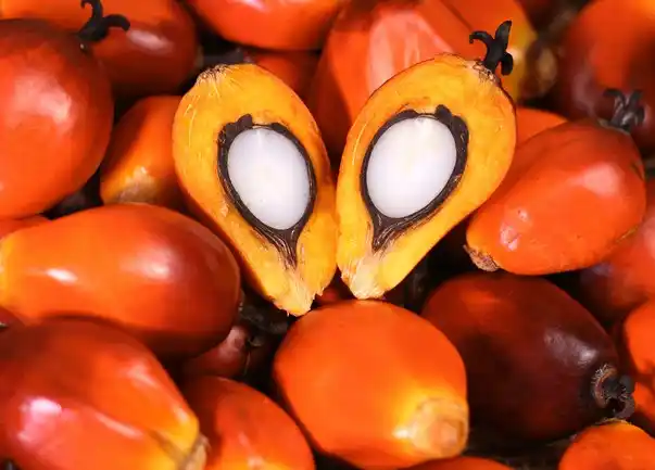 Kelapa Sawit (Foto: Dok MI/Net/Istimewa)