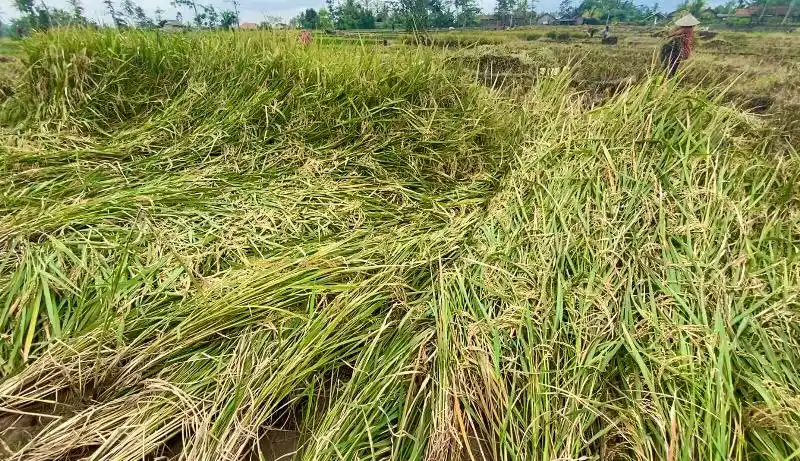 Tanaman Padi  di Desa Campang Kanan, Gunung Alif, Tanggamus, Lampung roboh (Foto: MI/Nuramin)