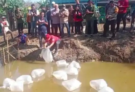 Penebaran benih ikan di kolam warga, Desa Pulau Rengah Ulu, Kecamatan Bangko Barat, Merangin, Jambi, Sabtu (23/8/2025). (Foto : Ist).