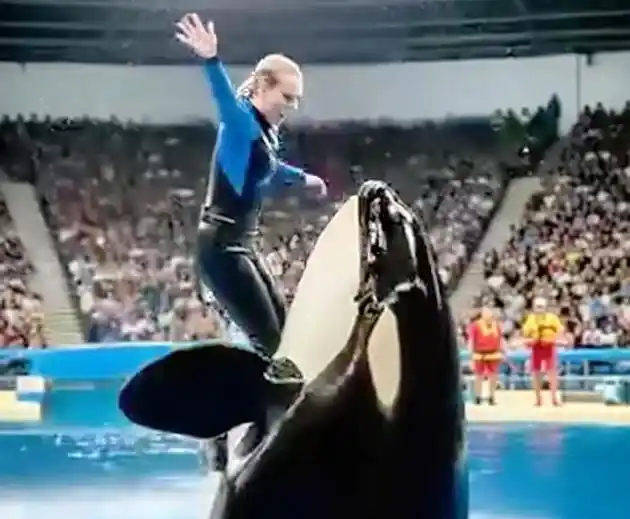 Video Viral Jessica Radcliffe Tewas Diserang Paus Orca Adalah Hoaks (Foto: Ist)